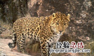 梦到豹子咬我预示着什么 梦到豹子