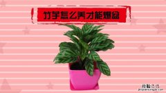 孔雀竹芋四季怎么养