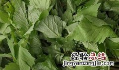 山野菜的储存方法有哪些 山野菜的储存方法是什么