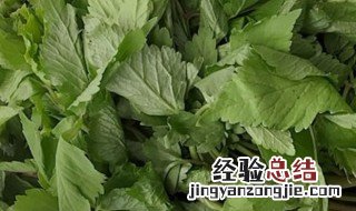 山野菜的储存方法有哪些 山野菜的储存方法是什么