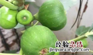 盆栽无花果春天怎么养 盆栽无花果春天的养法