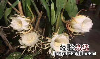 昙花叶子焦枯干瘪的解决方法 昙花叶子焦枯干瘪怎么办