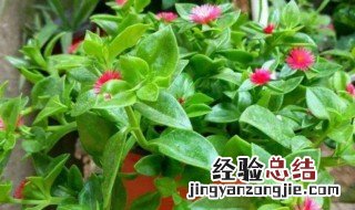 牡丹吊兰不开花解决方法 牡丹吊兰不开花怎么办
