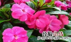 凤仙花怎样传播种子 凤仙花传播种子的方法介绍