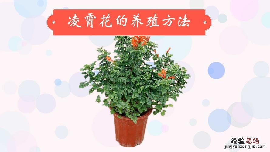 凌霄花的养殖方法,花期有多长