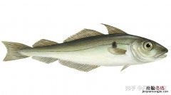 fish什么意思中文