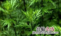 艾草的养殖方法与注意事项 艾草的养殖方法是什么