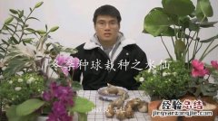 保存和种植方法 洋水仙种球怎么种