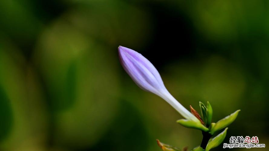 年后就种“2种”花，花苞拳头大，春天开花开满枝