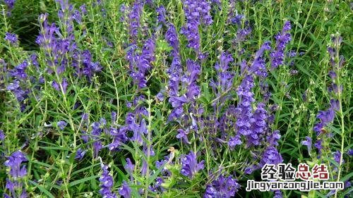 黄芩的种植方法及条件,种植几年能收获