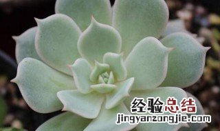 多肉植物丽娜莲怎么养 多肉植物丽娜莲的养殖方法