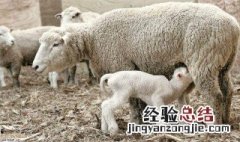 哺乳羊的喂养方法 如何饲养哺乳期母羊