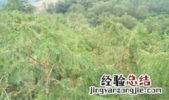 油柑种植注意事项 油柑种植注意事项及细节