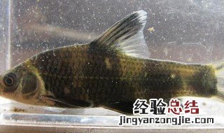 鲫鱼身上发黑怎么解决 鲫鱼身上黑色如何去掉