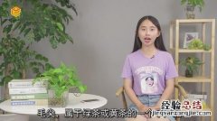 人中黄是什么东西