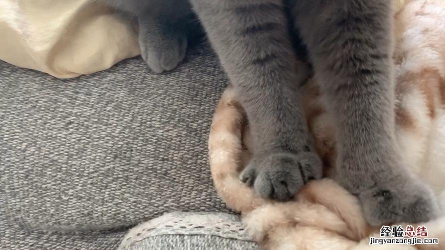 猫咪踩奶是什么意思