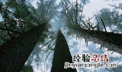 梦见大树是什么意思 梦见大树