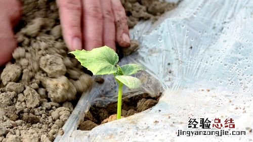 葫芦苗不长是因为什么，葫芦苗用什么肥料