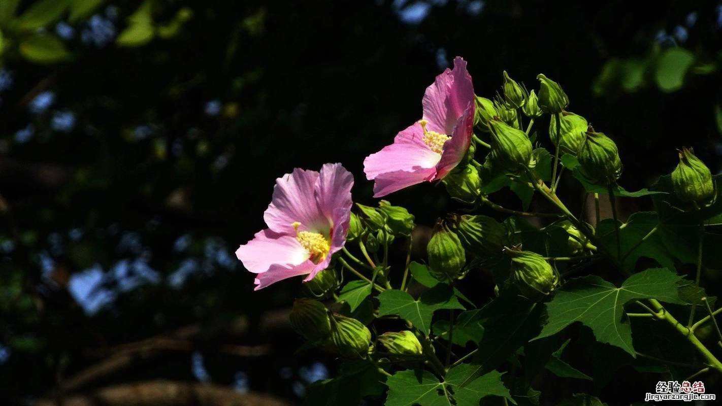 芙蓉花的养殖方法