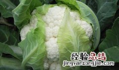 冬季菜花的家庭保存方法 冬季菜花的家庭保存方法视频