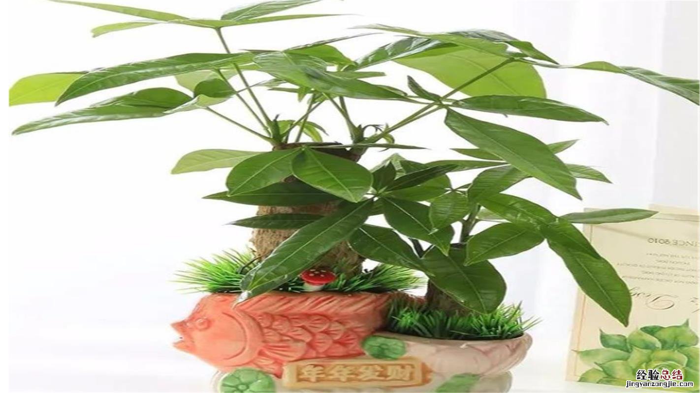 超强净化空气的四种植物