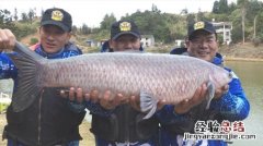 钓青鱼用什么饵料最好