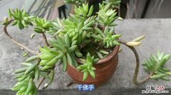 100种适合室内养的植物