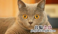 关于猫的朋友圈 关于猫的朋友圈经典句子