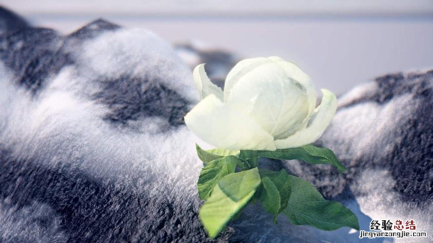 紫荆花的花语是什么
