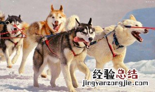 雪橇犬三傻是哪三傻 为什么叫雪橇犬三傻