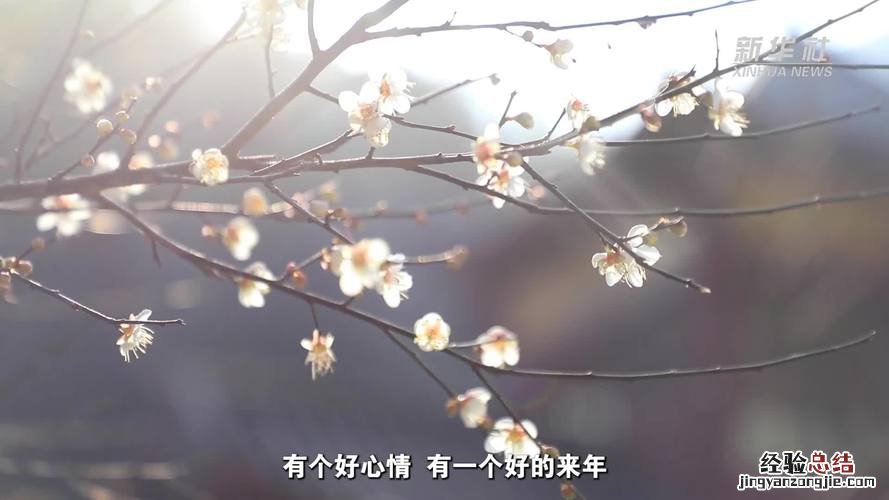 梅花开了怎么发朋友圈