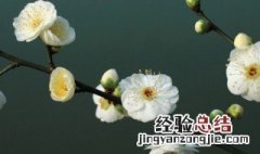 梅花适合家里养吗 梅花养在家里好吗