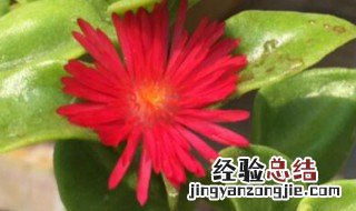 牡丹吊兰适合几月扦插 牡丹吊兰什么时候扦插最好