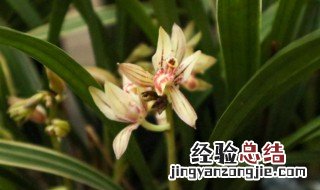 兰花植物怎么养殖方法 兰花类植物怎么养