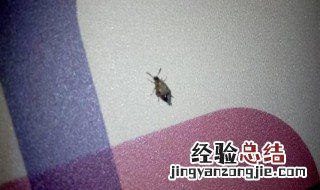 屋里有虫子怎么杀干净 如何消灭家里虫子