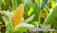 如何保存新鲜玉米 新鲜玉米如何保存