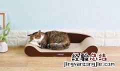 防止猫尿沙发小技巧 防止猫咪尿沙发