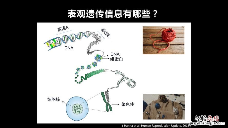 DNA是什么意思啊