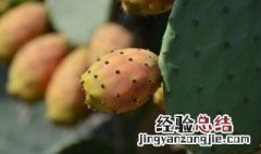 仙人掌怎么养又粗又壮才长得好看 仙人掌怎么养又粗又壮才长得好