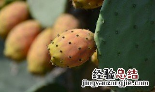 仙人掌怎么养又粗又壮才长得好看 仙人掌怎么养又粗又壮才长得好