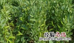 如何种植绿豆 种植绿豆方法简单介绍