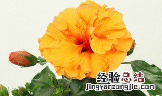 芙桑花的养殖方法和技术 芙桑花的养殖方法