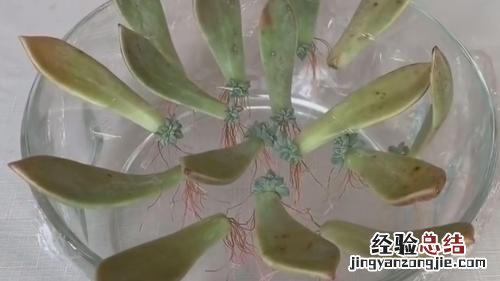 在家自制养花“育苗器”,只要一个塑料瓶,扦插7天就发芽!
