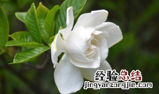 侄子花怎么写 侄子花养殖方法