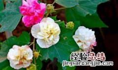 盆栽芙蓉花怎么养殖 盆栽芙蓉花怎么养