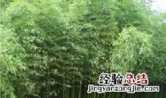 慈孝竹怎么繁殖 慈孝竹的移植方法