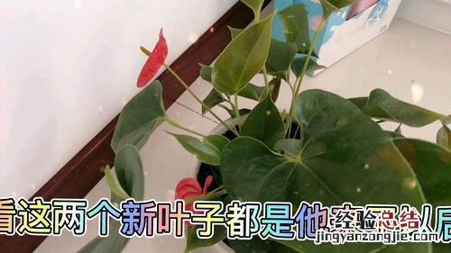 红掌浇什么水好