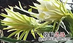 霸王花跟什么一起煲汤 霸王花可以跟什么一起煲汤