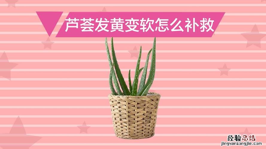 芦荟变黄了怎么回事