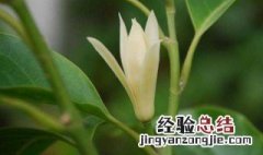 白兰花盆栽种植方法 如何种植白兰花盆栽